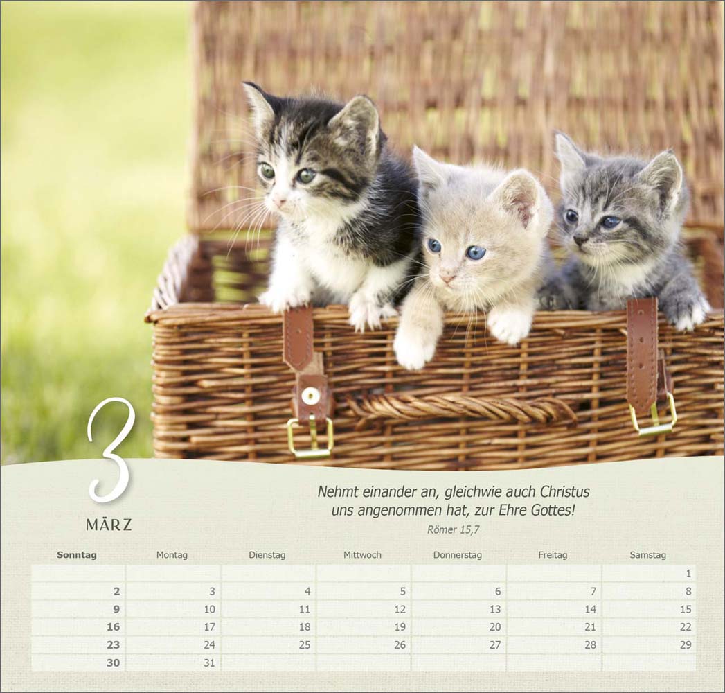 Katzen 2025 - Wandkalender