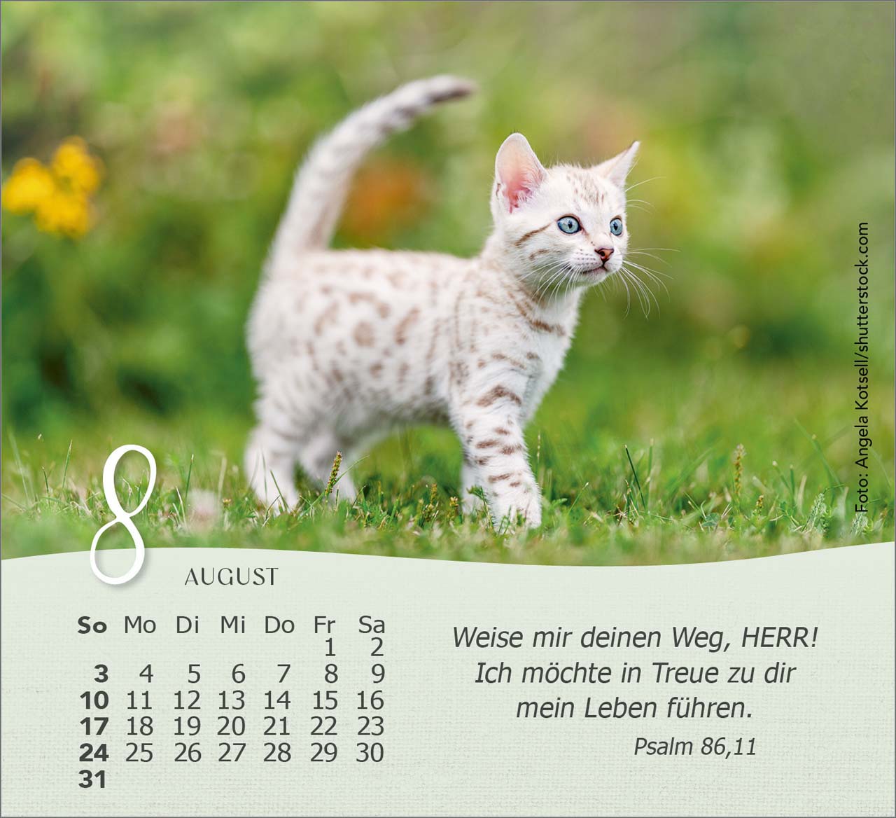 Katzen 2025 - Tischkalender