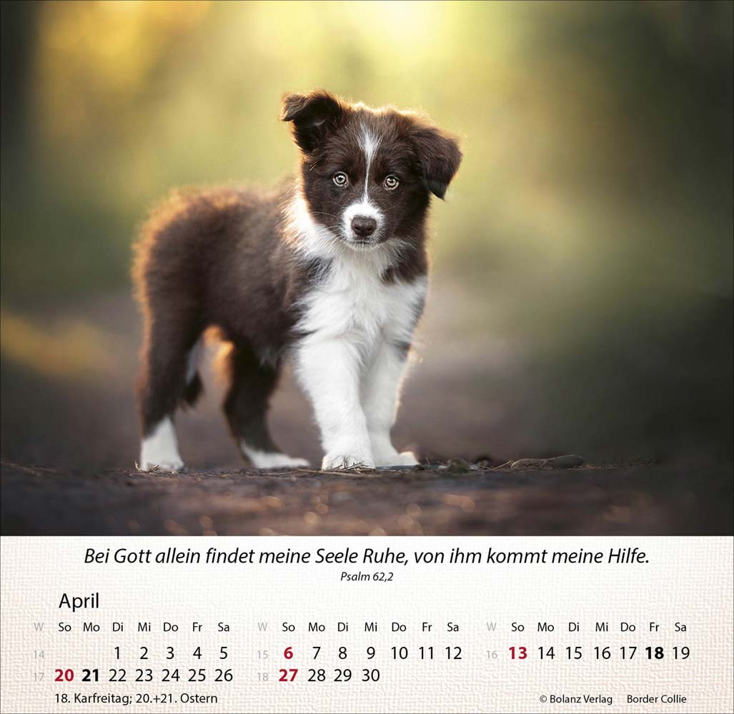 Hunde 2025 - Tischkalender