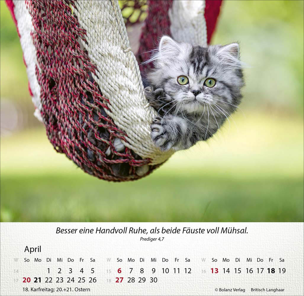 Katzen 2025 - Tischkalender