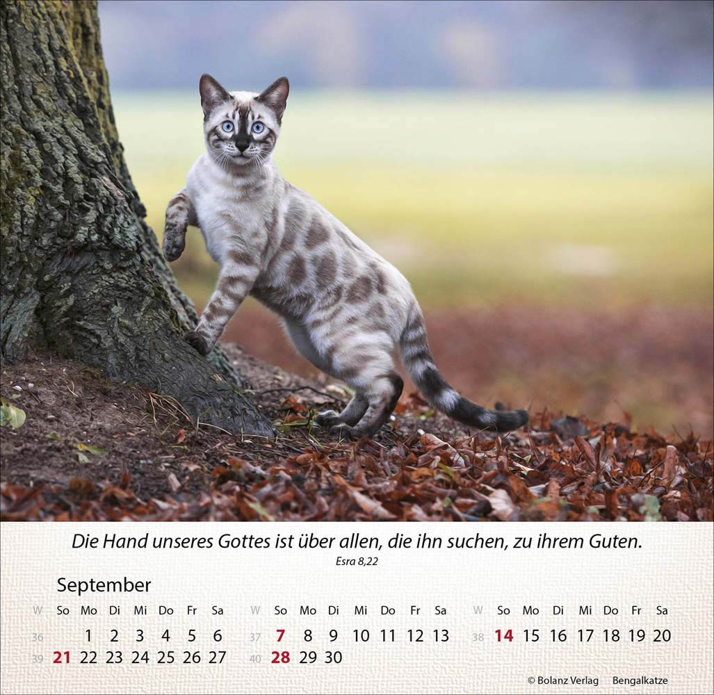 Katzen 2025 - Tischkalender