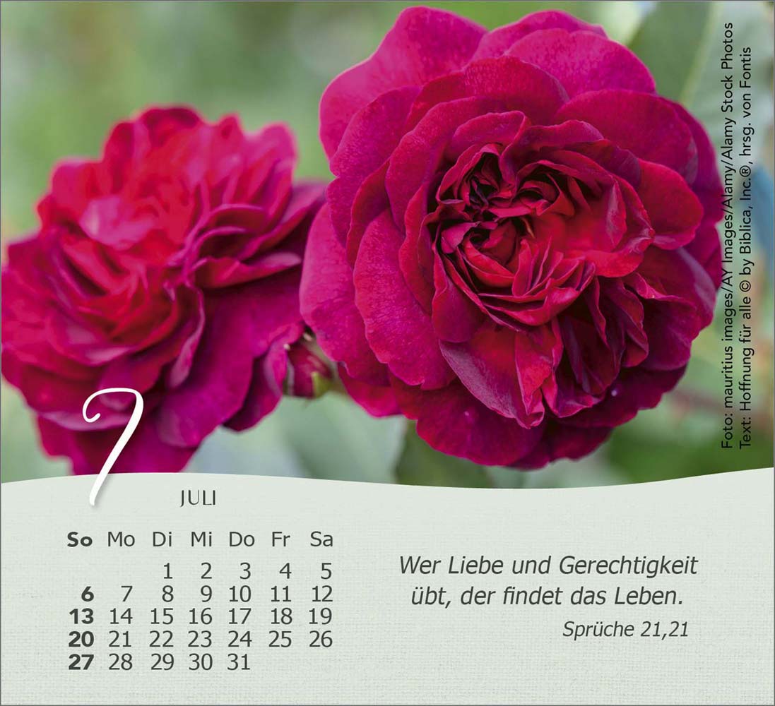 Rosen 2025 - Tischkalender