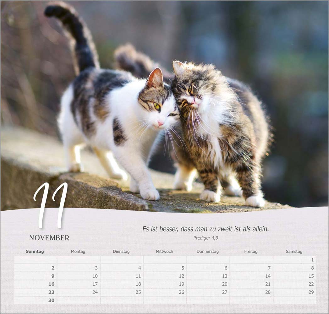 Katzen 2025 - Wandkalender