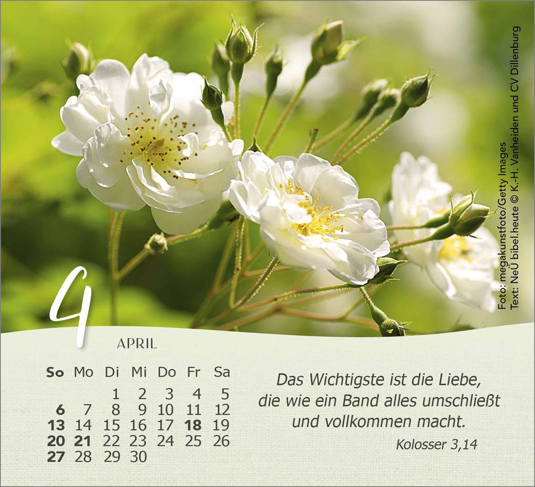 Rosen 2025 - Tischkalender