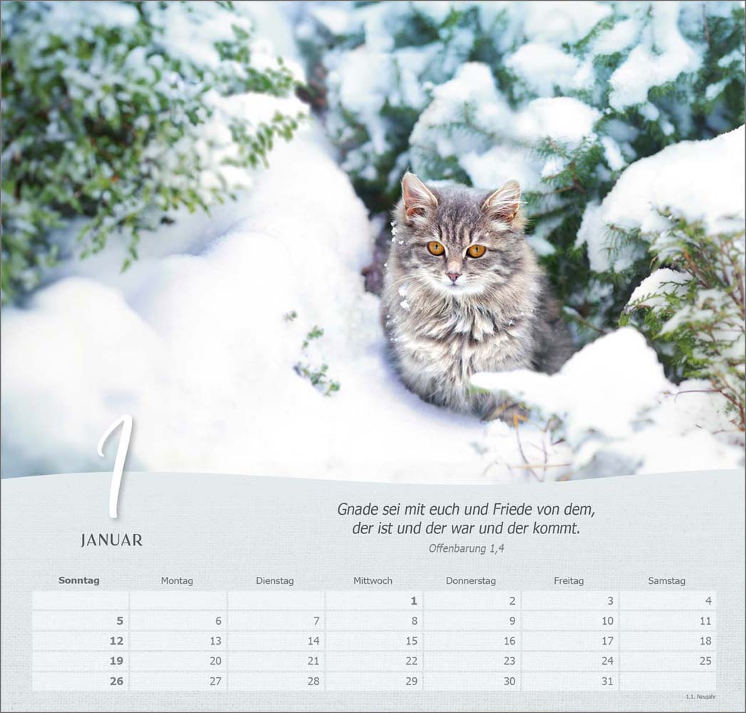 Katzen 2025 - Wandkalender