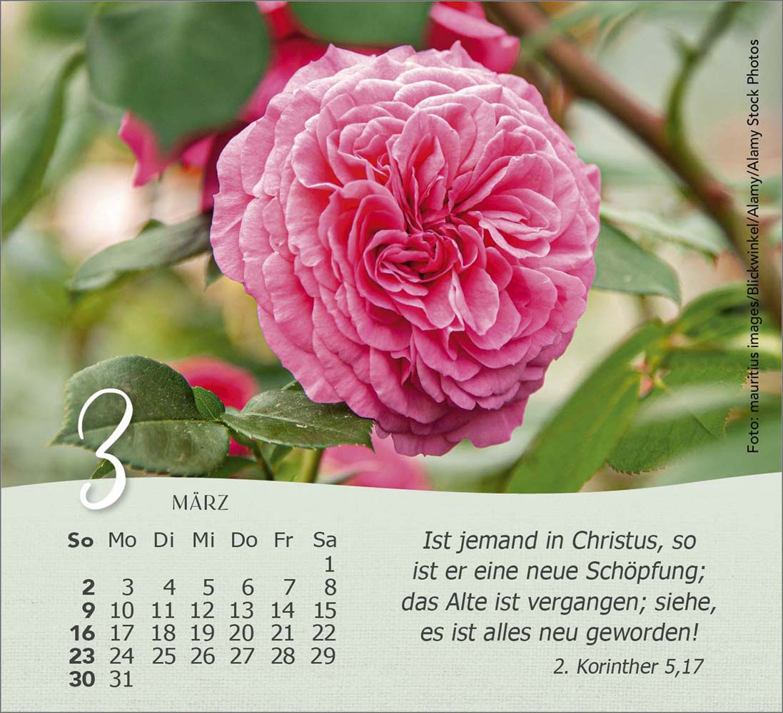 Rosen 2025 - Tischkalender