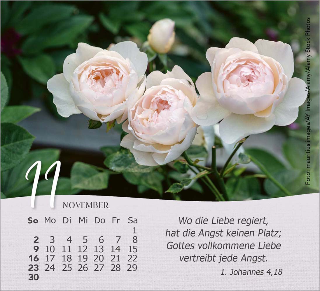 Rosen 2025 - Tischkalender