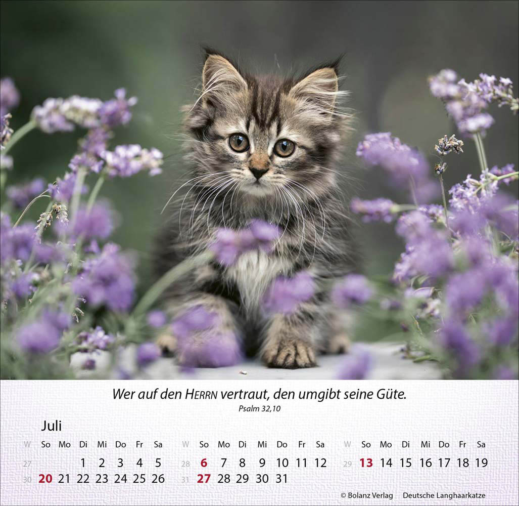 Katzen 2025 - Tischkalender