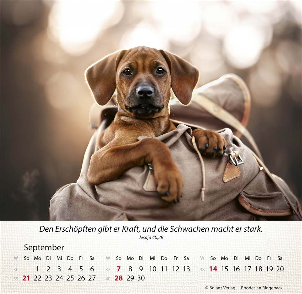 Hunde 2025 - Tischkalender