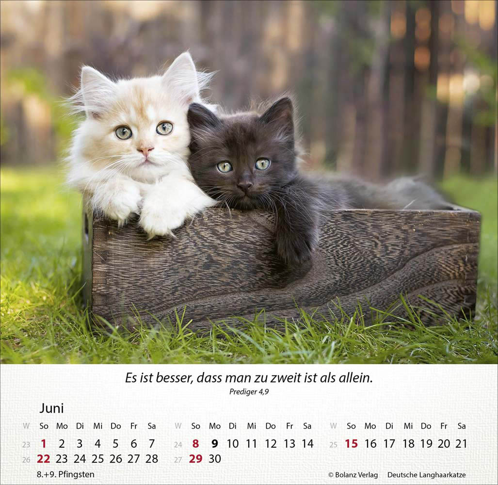 Katzen 2025 - Tischkalender