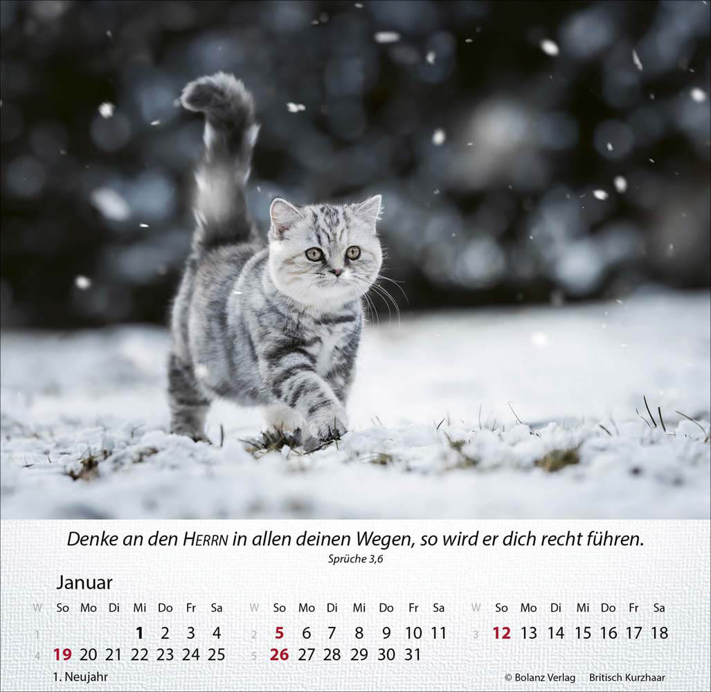 Katzen 2025 - Tischkalender