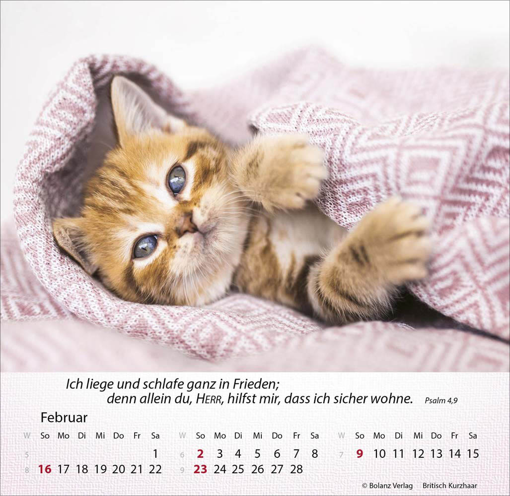 Katzen 2025 - Tischkalender