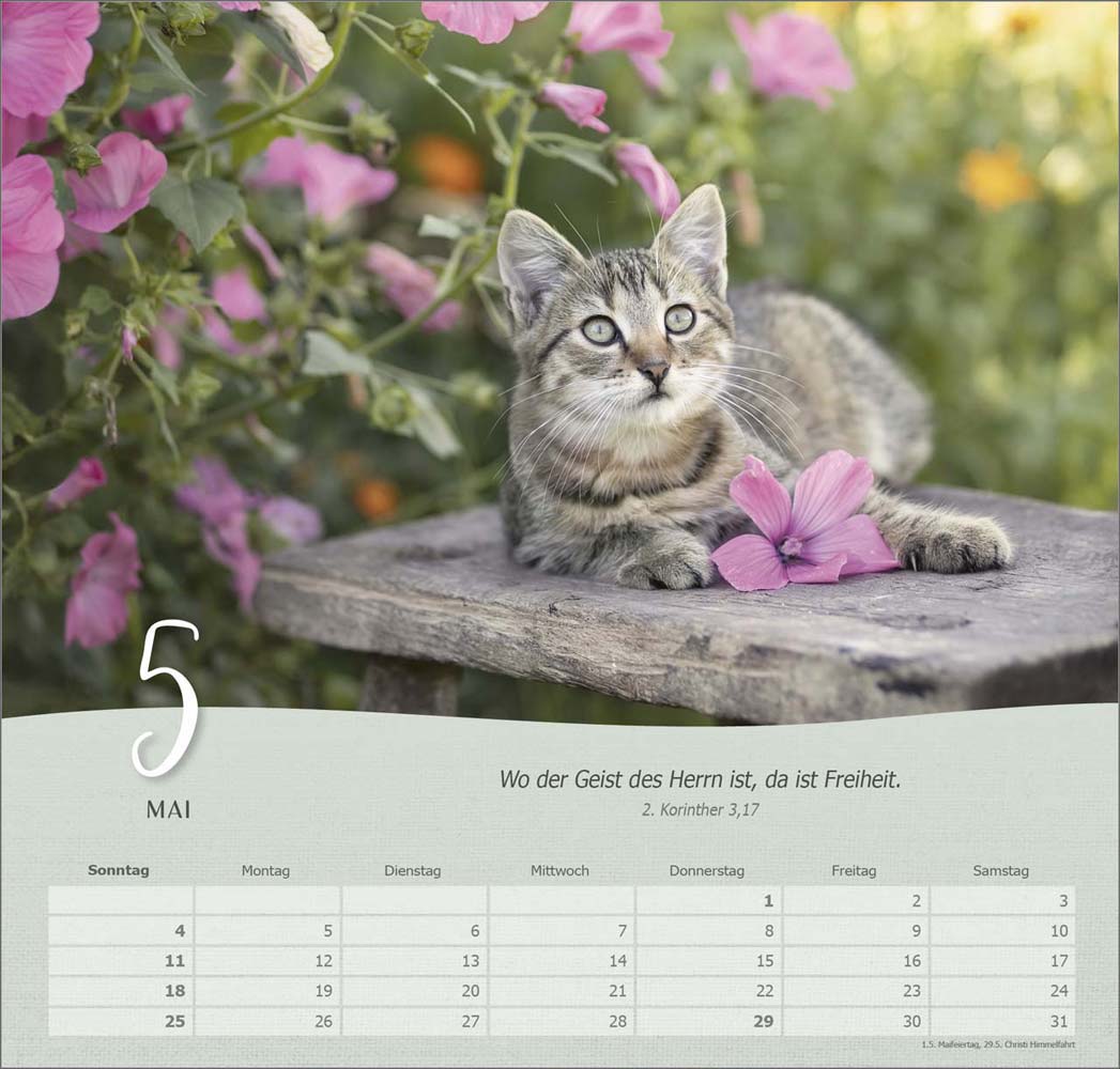 Katzen 2025 - Wandkalender