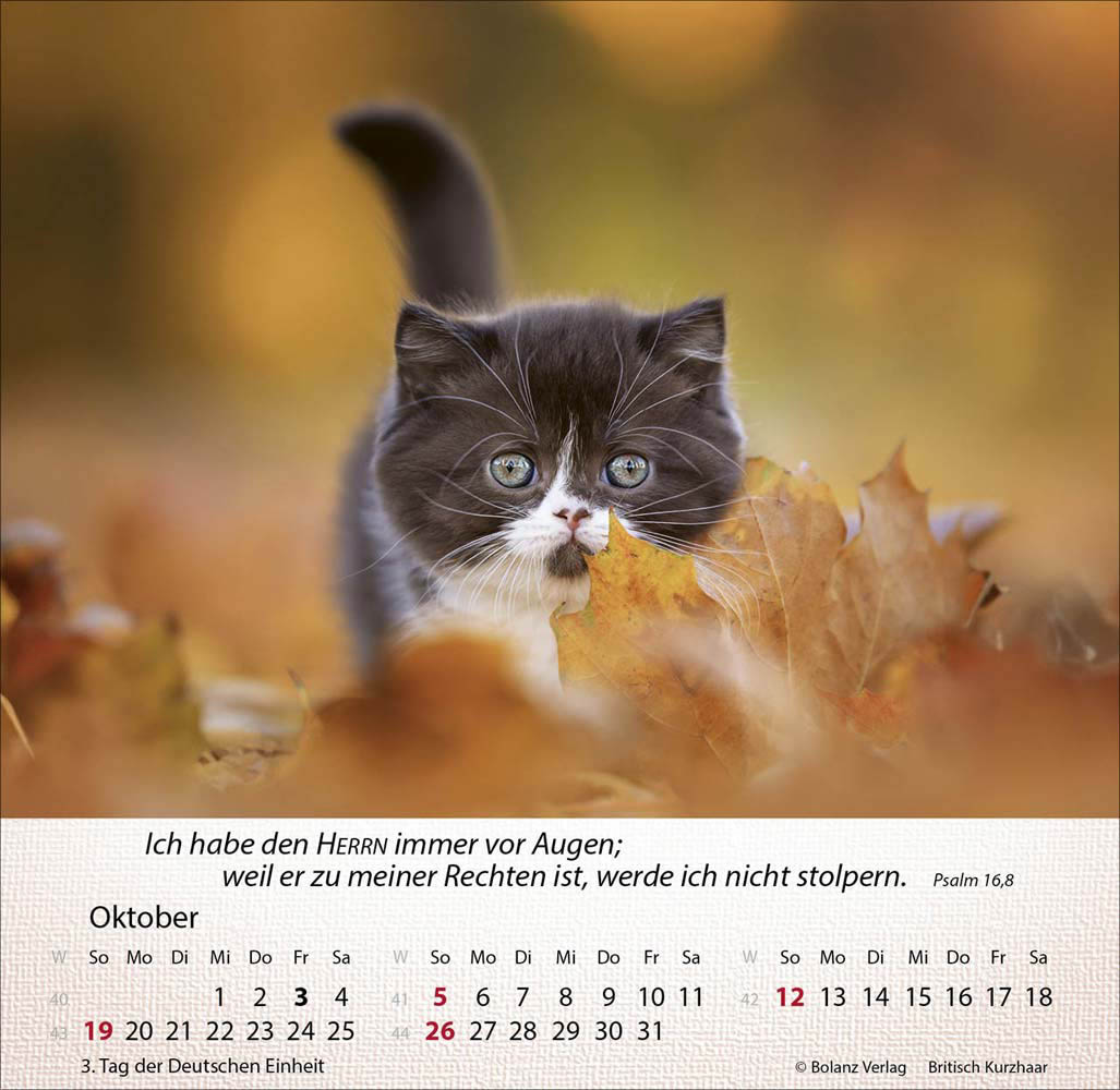 Katzen 2025 - Tischkalender