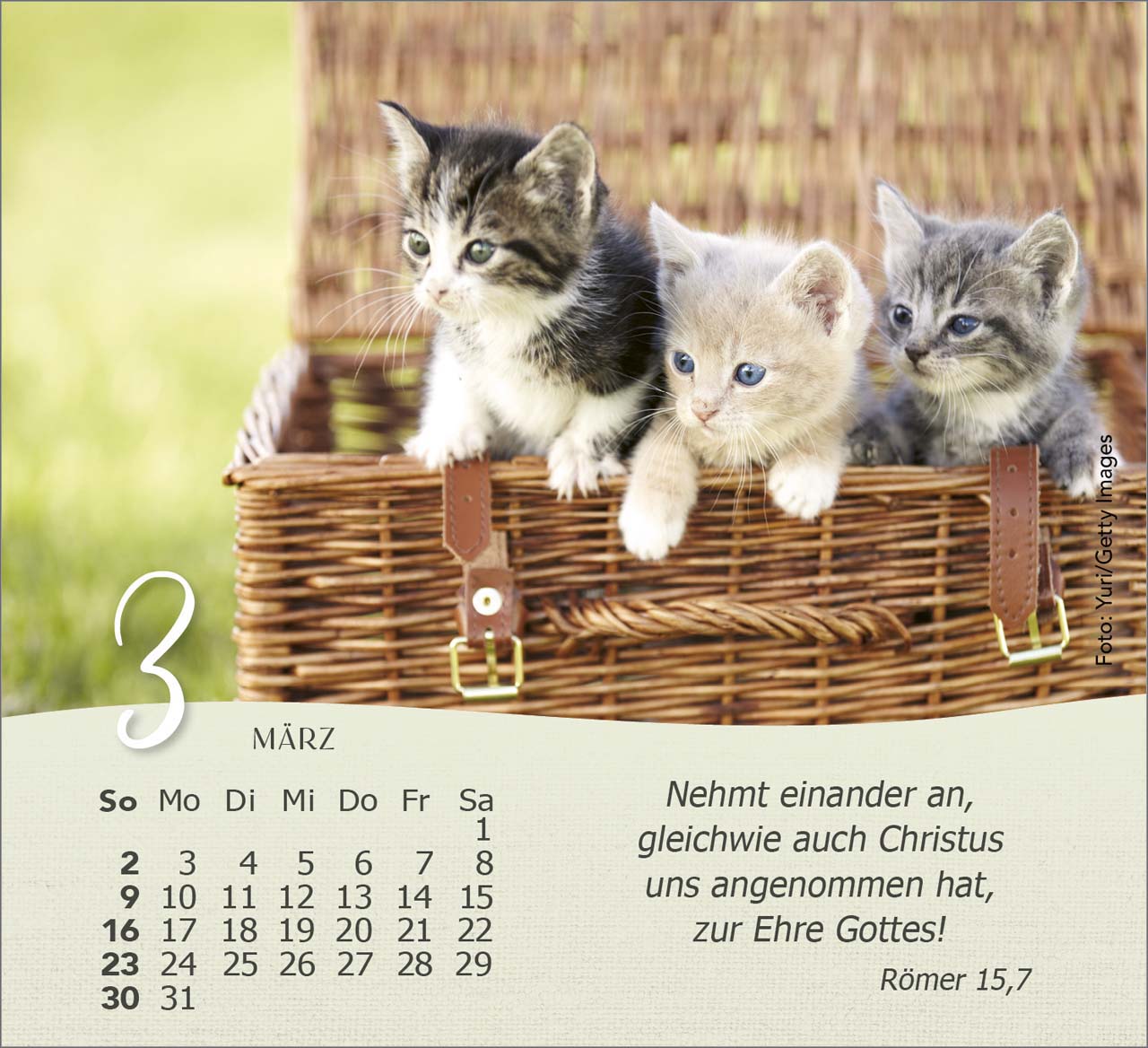 Katzen 2025 - Tischkalender