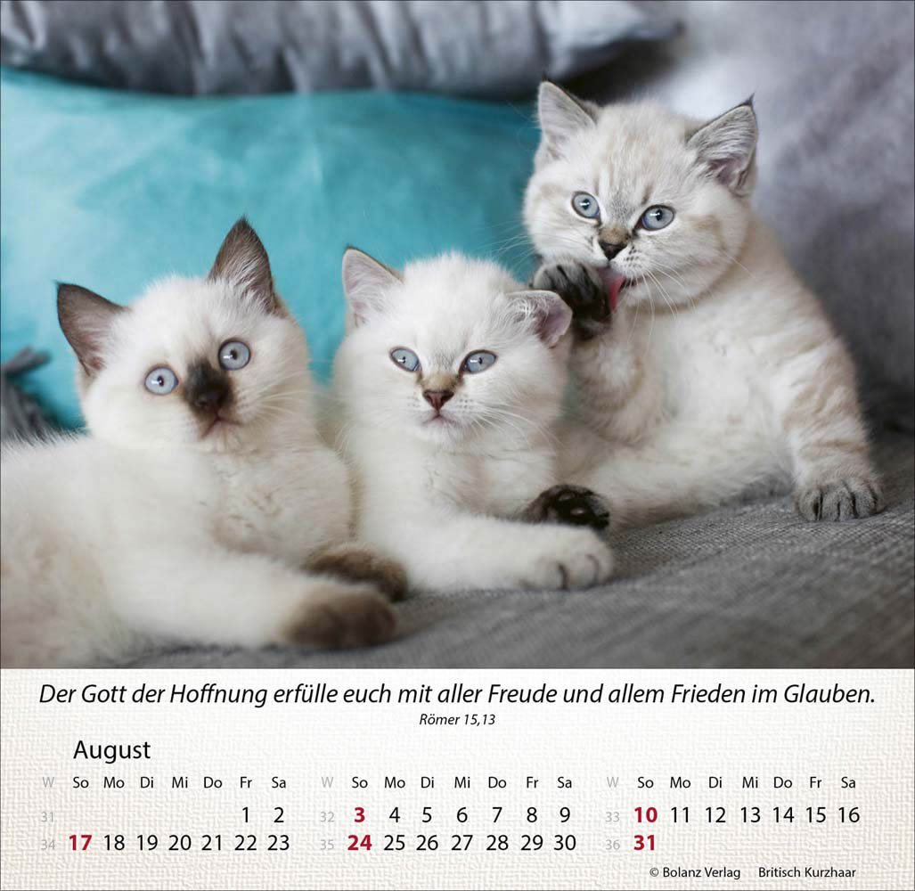 Katzen 2025 - Tischkalender