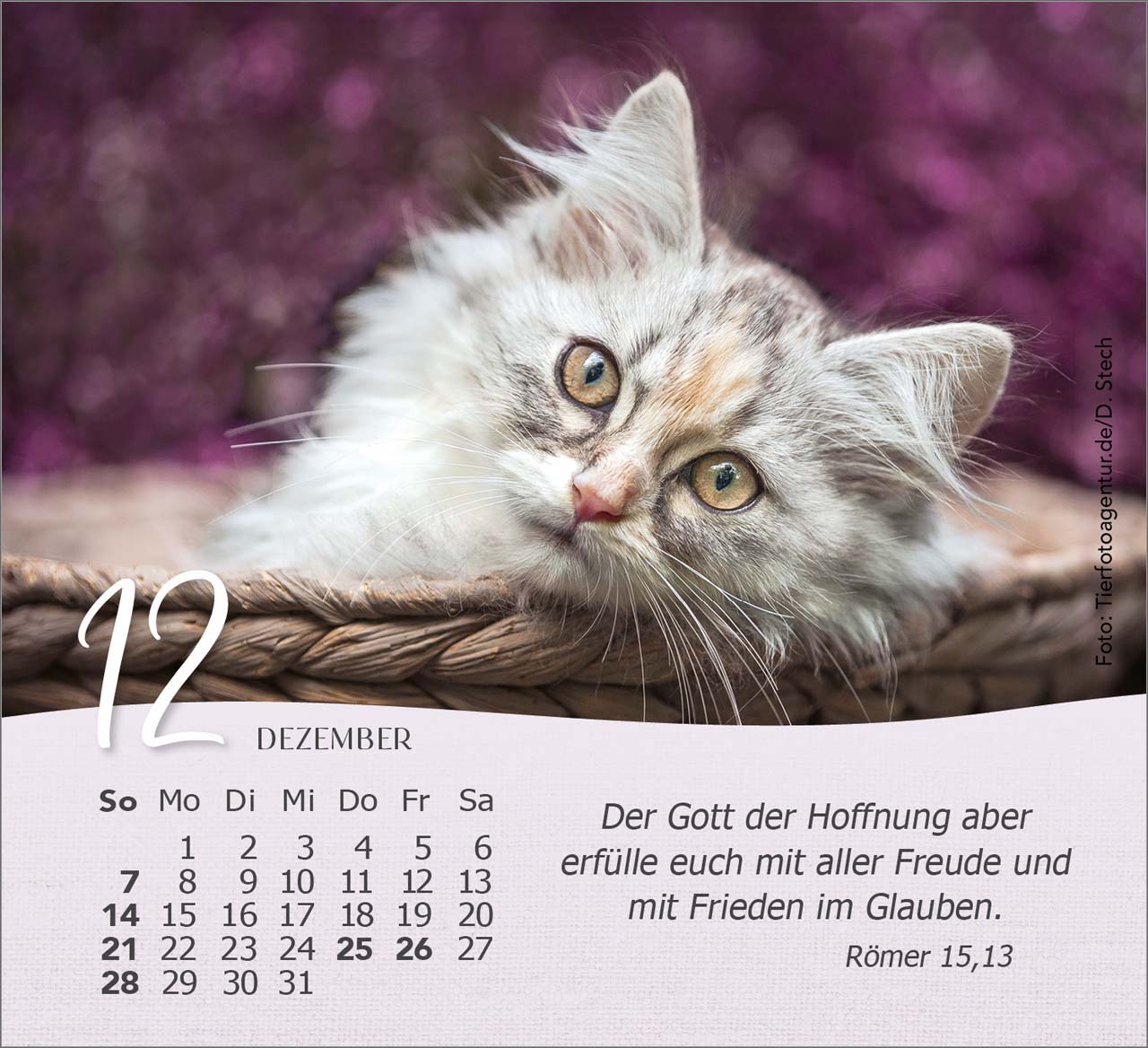 Katzen 2025 - Tischkalender