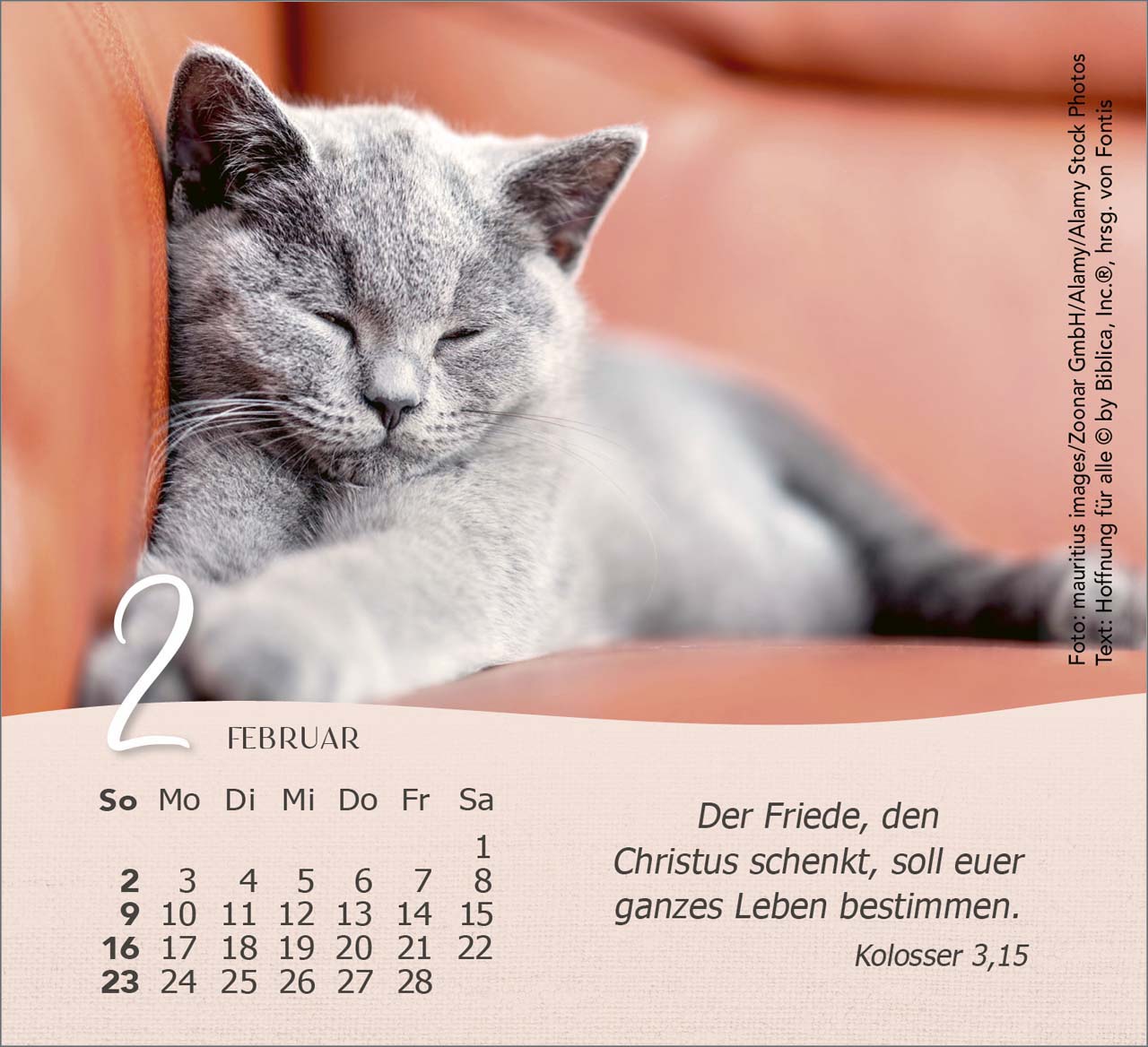 Katzen 2025 - Tischkalender