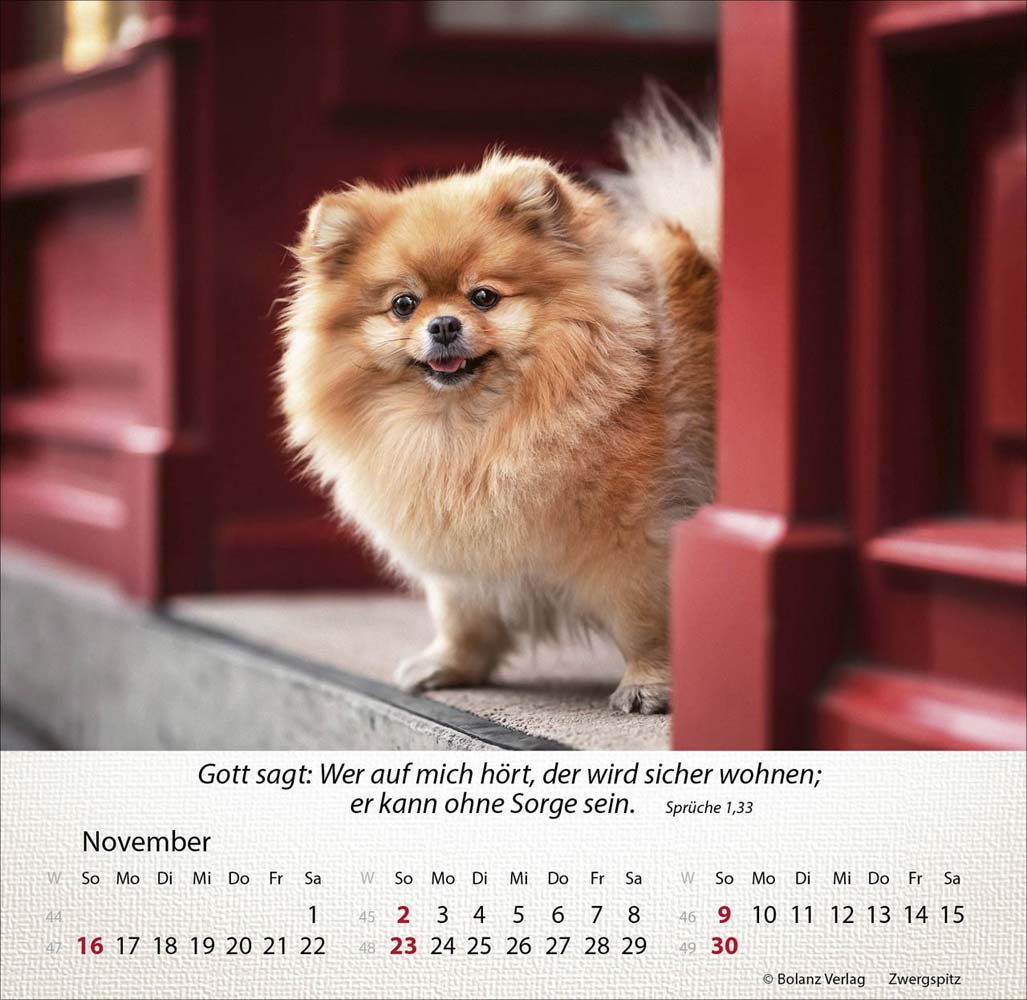 Hunde 2025 - Tischkalender