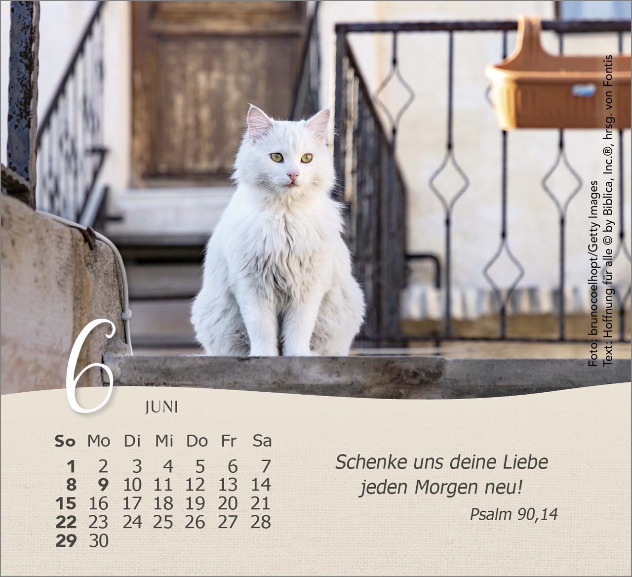 Katzen 2025 - Tischkalender