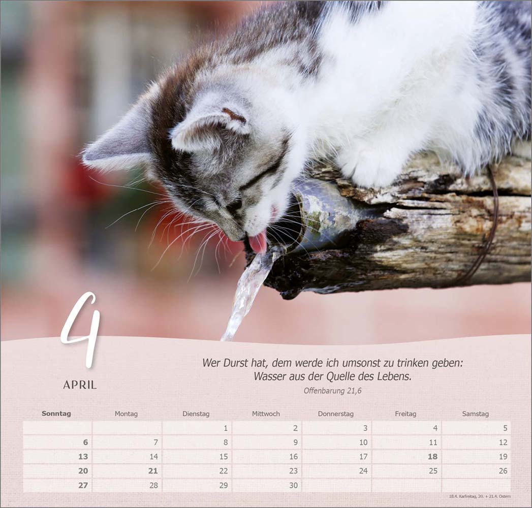 Katzen 2025 - Wandkalender