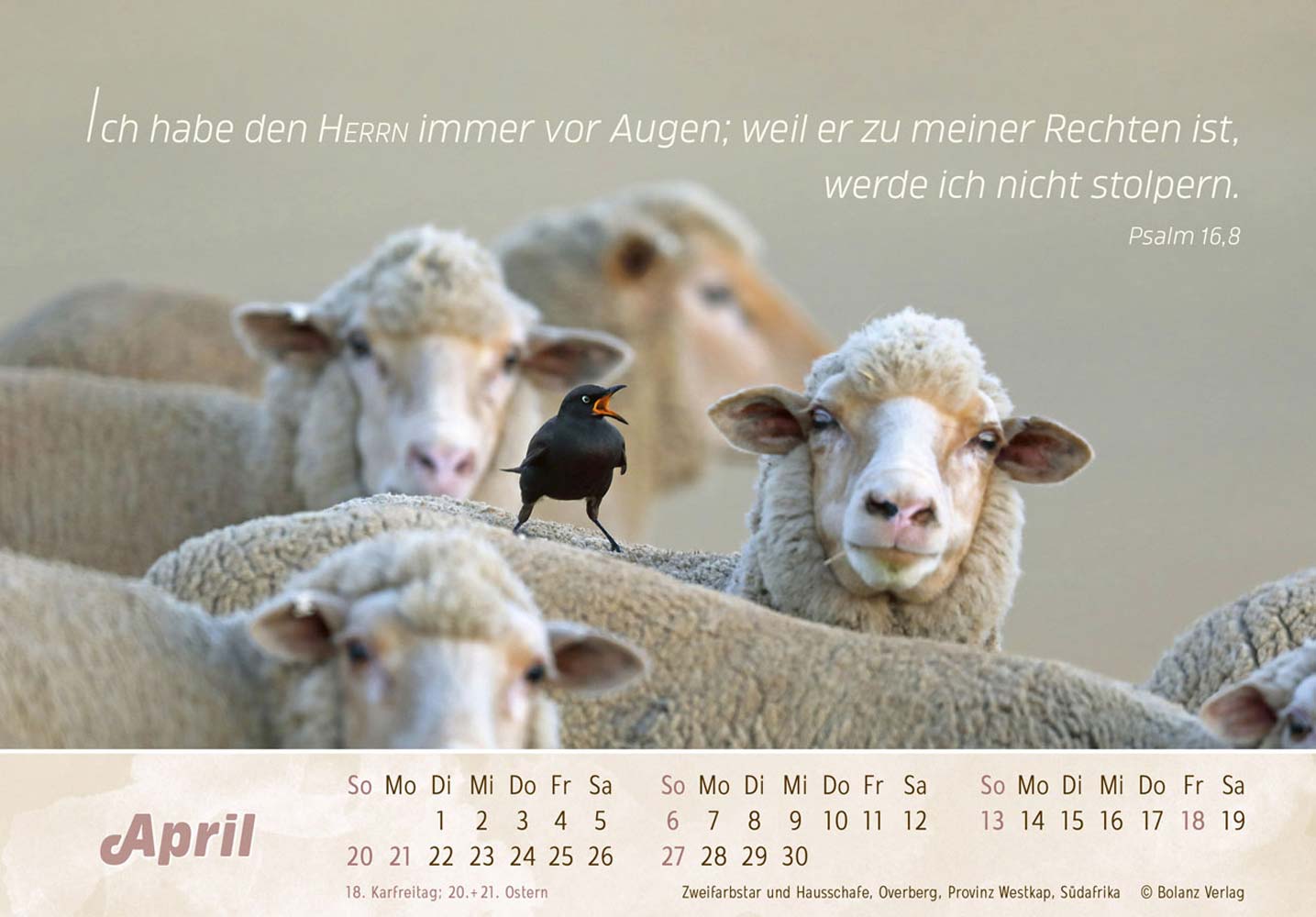 Der Gute Hirte 2025 - Postkartenkalender