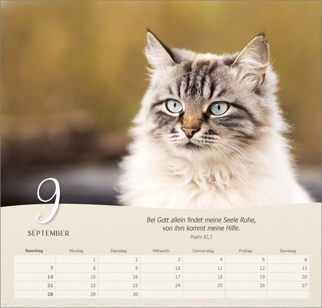 Katzen 2025 - Wandkalender