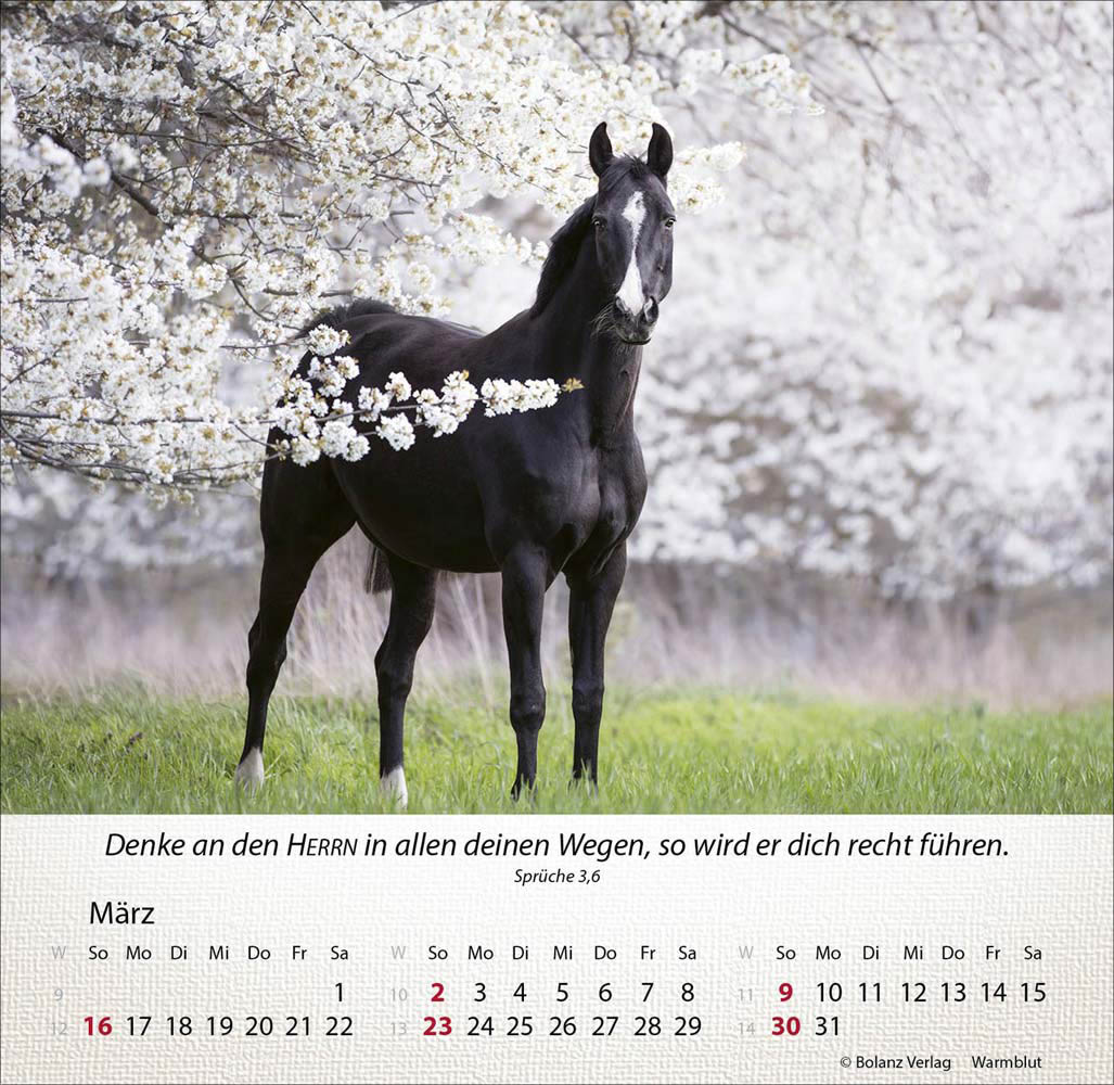 Pferde 2025 - Tischkalender