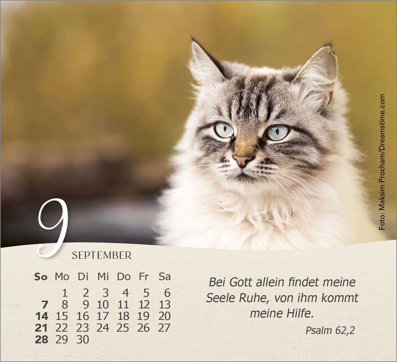 Katzen 2025 - Tischkalender