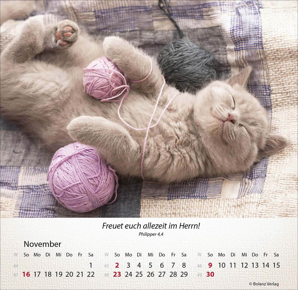 Katzen 2025 - Tischkalender