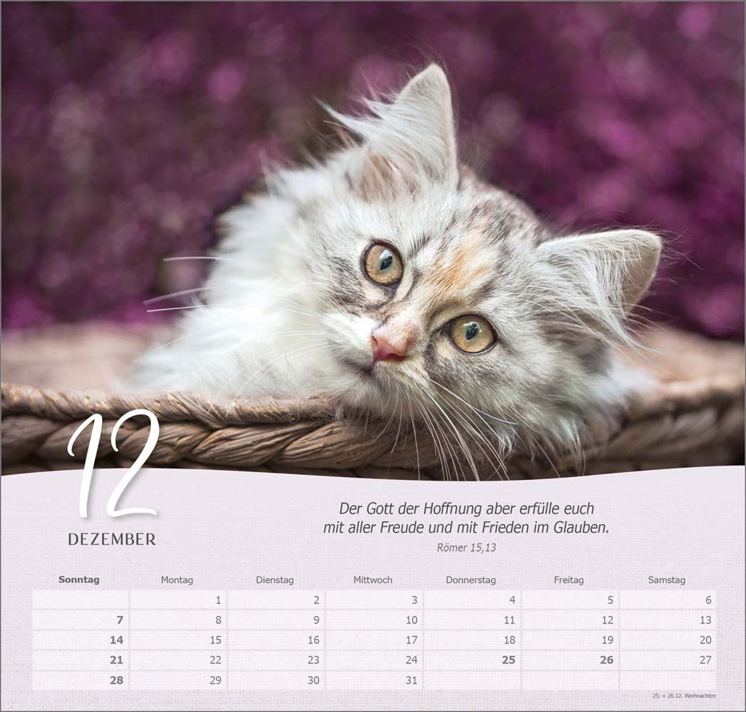 Katzen 2025 - Wandkalender