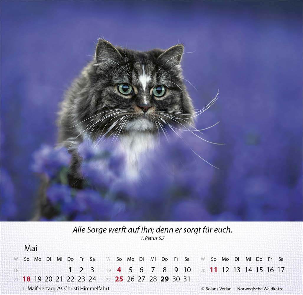 Katzen 2025 - Tischkalender