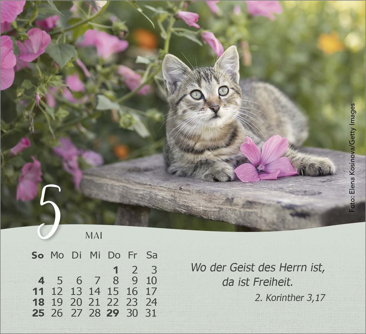 Katzen 2025 - Tischkalender