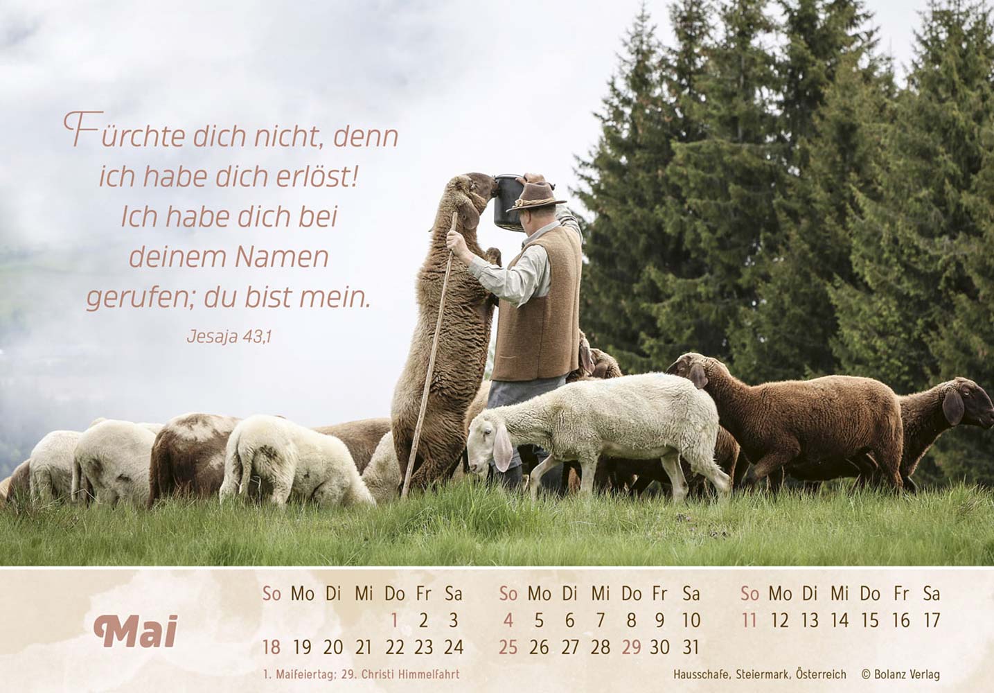 Der Gute Hirte 2025 - Postkartenkalender