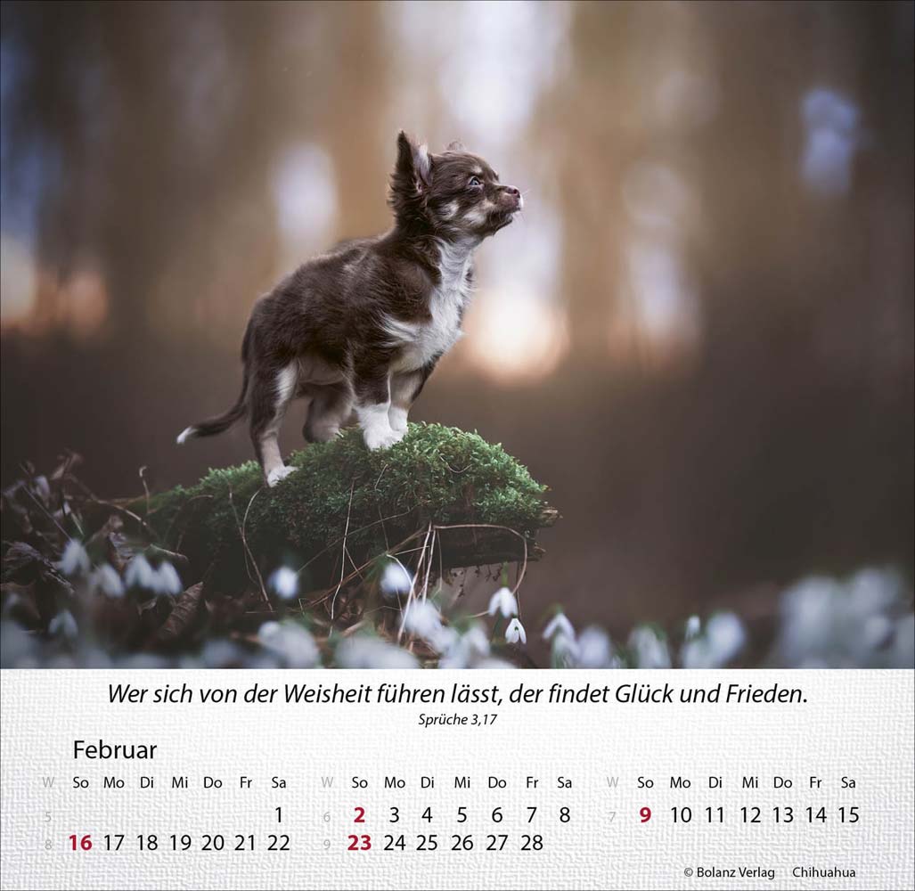 Hunde 2025 - Tischkalender