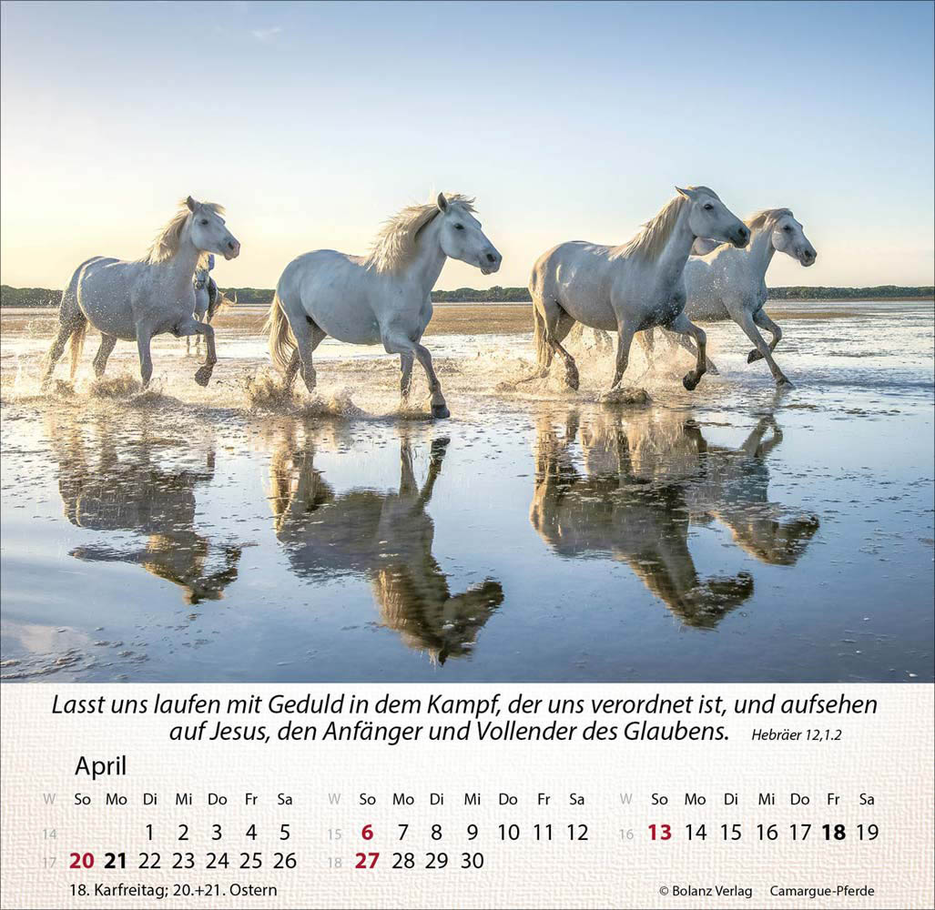 Pferde 2025 - Tischkalender