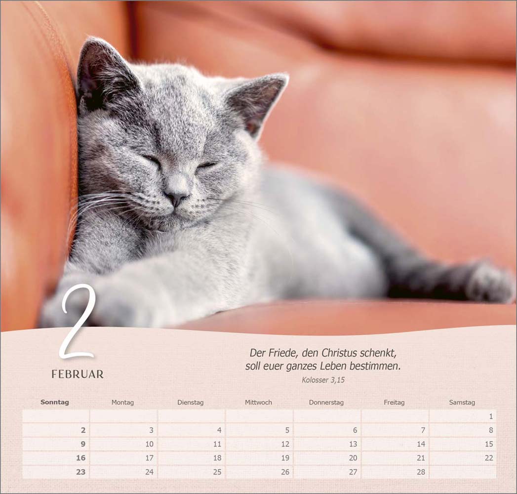 Katzen 2025 - Wandkalender