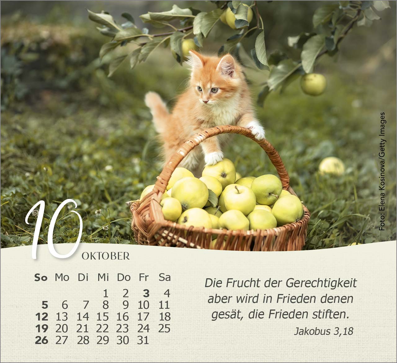 Katzen 2025 - Tischkalender