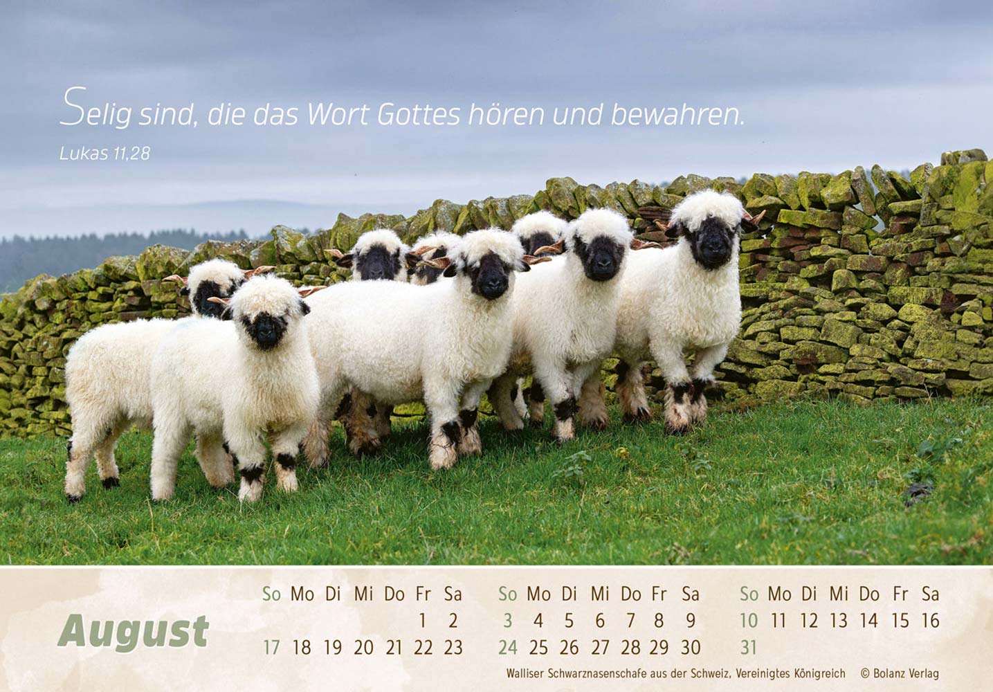 Der Gute Hirte 2025 - Postkartenkalender