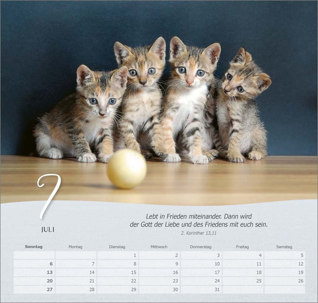 Katzen 2025 - Wandkalender