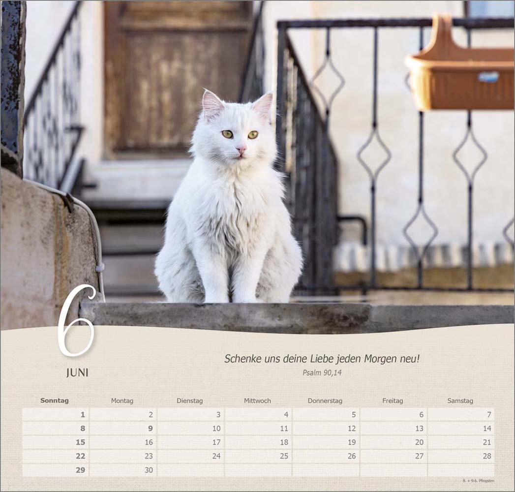 Katzen 2025 - Wandkalender