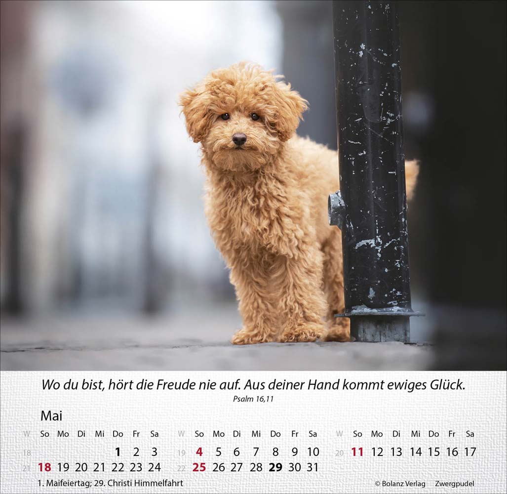 Hunde 2025 - Tischkalender