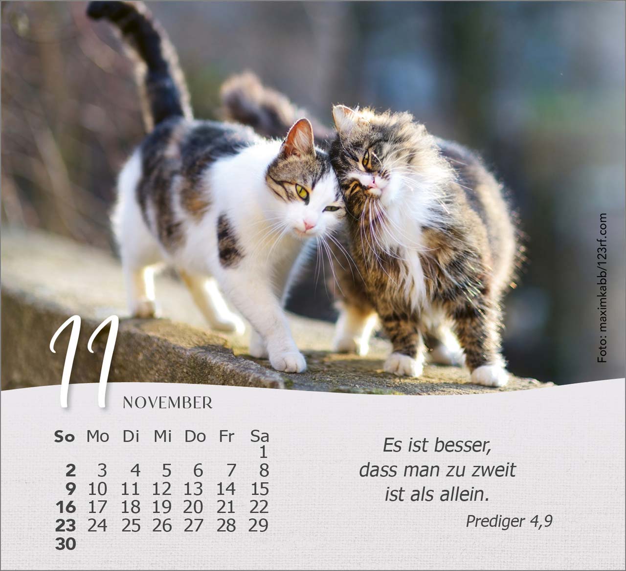 Katzen 2025 - Tischkalender