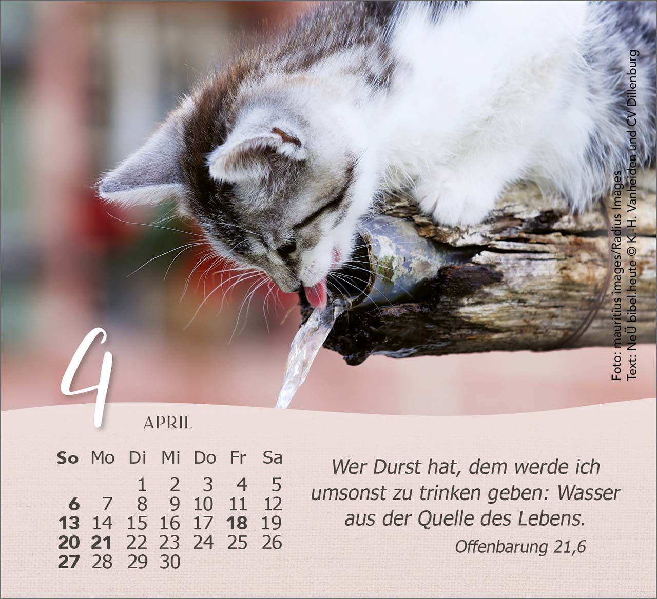 Katzen 2025 - Tischkalender