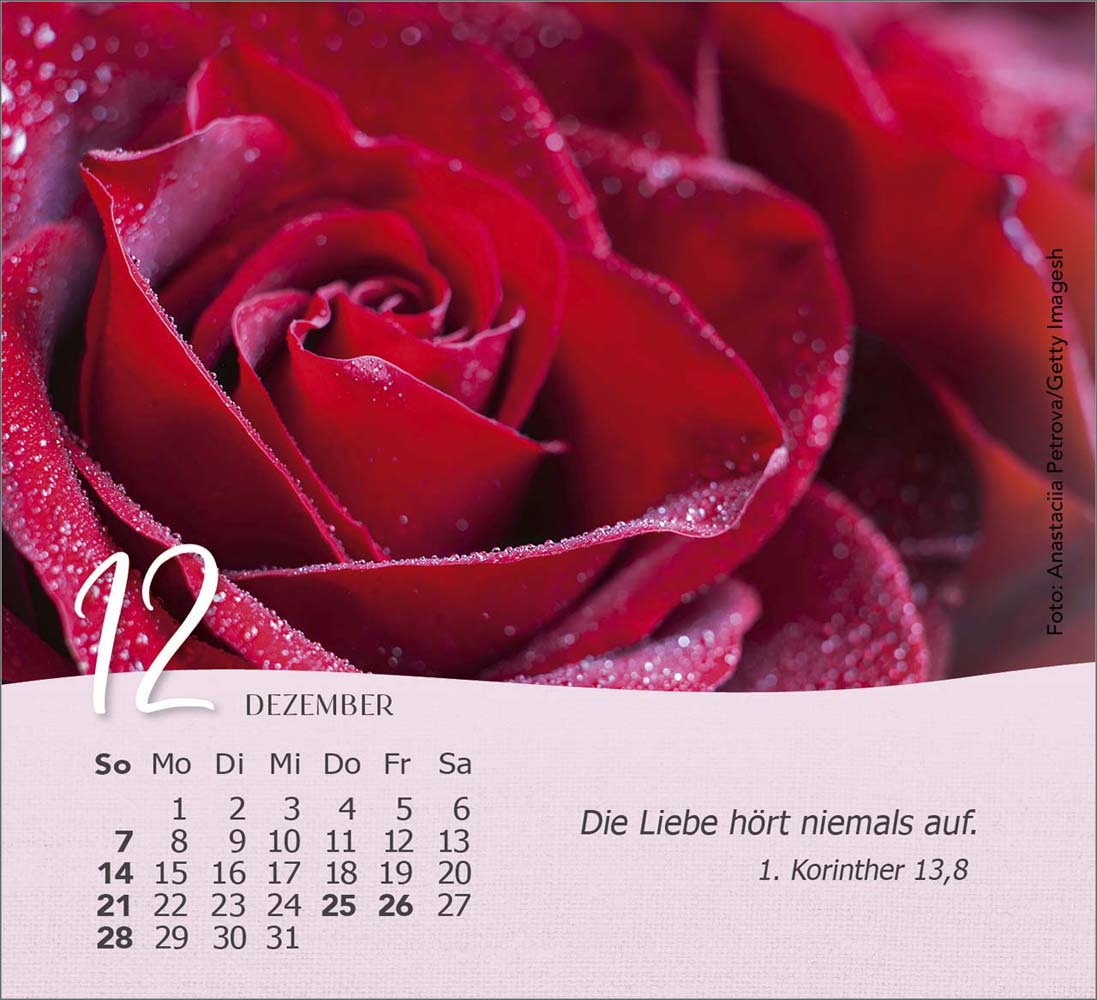 Rosen 2025 - Tischkalender