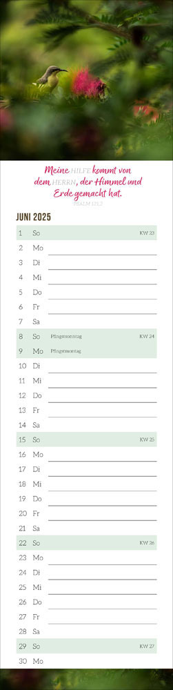 Mit Zuversicht 2025 - Streifenkalender