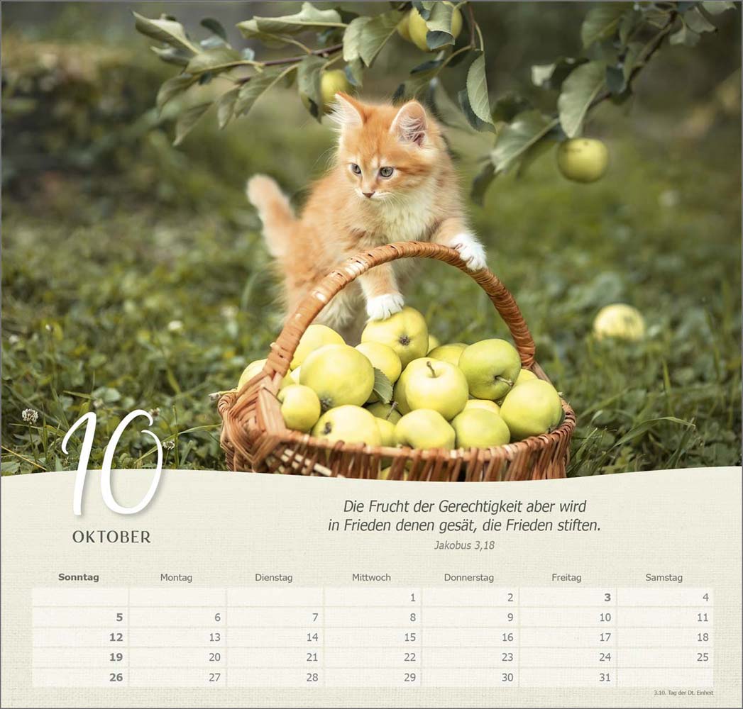 Katzen 2025 - Wandkalender