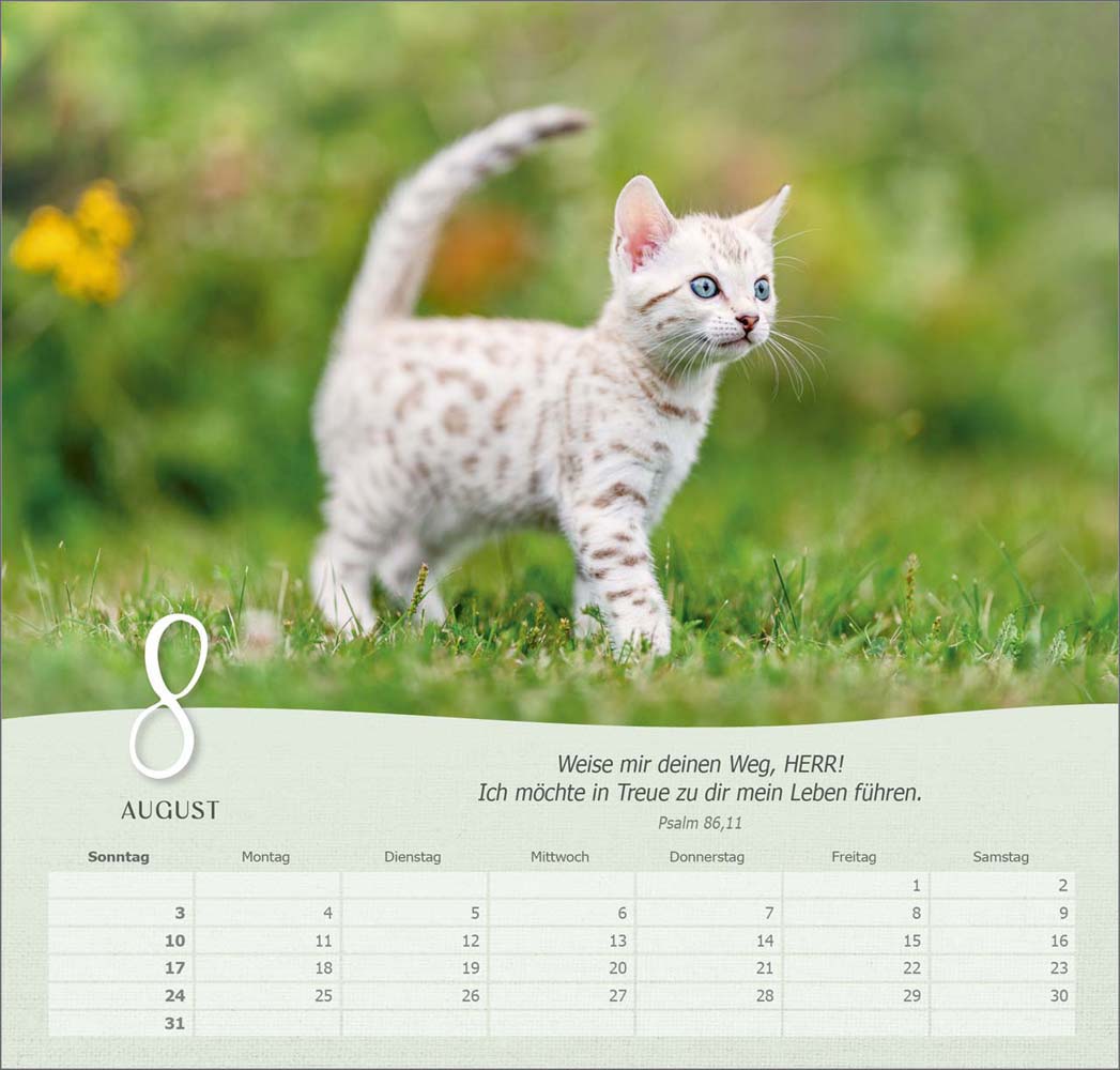 Katzen 2025 - Wandkalender