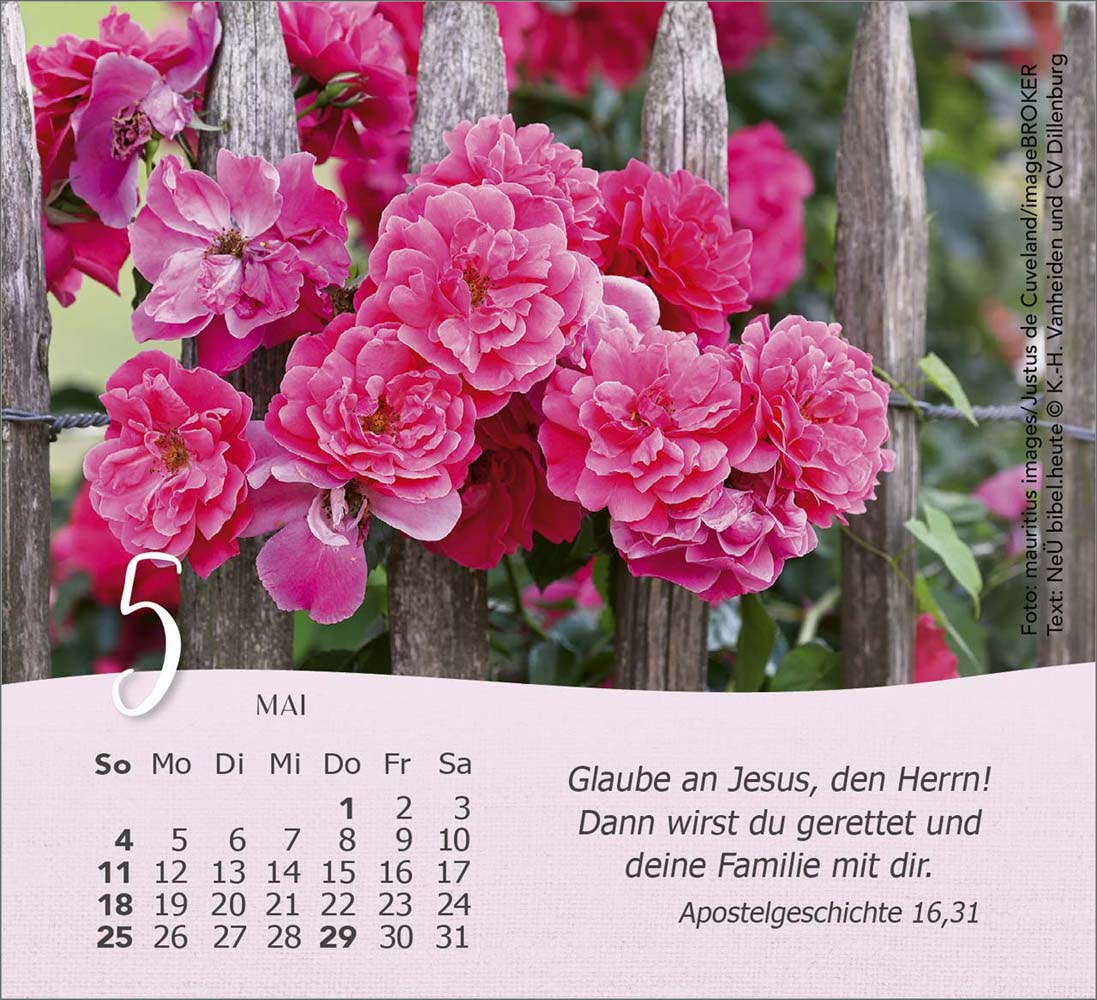 Rosen 2025 - Tischkalender