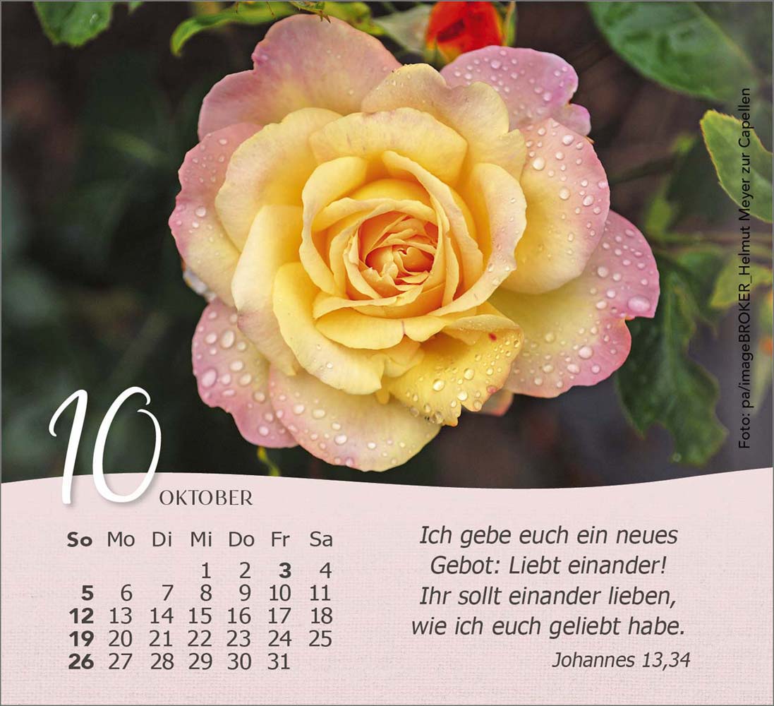 Rosen 2025 - Tischkalender